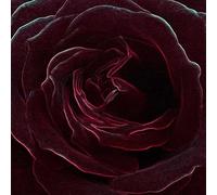 Velvet Rose & Oud Fragrance Oil for Candle Making, Wax Melts, Diffusers, Soap Making and Bath Bombs (950ml)