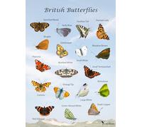 Venetian British Butterflies Poster