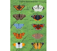 Venetian Common British Butterflies Poster