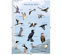 Venetian Common British Sea Birds Poster