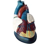 VENEZIANA Human Anatomical Model, Study Model Human Organ Anatomical Anatomy Model Anatomical Human Heart Model Advanced Human Teaching Visceral Model for Medical Teaching