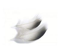 Veniard Mallard Duck, Bronze Mallard Shoulders, Fly Tying Feathers (Large)