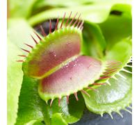 Venus Fly Trap Tropical Indoor House Plant Dionea Muscipula for Office 9cm Pot