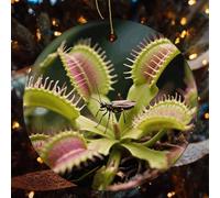Venus Flytrap Christmas Tree Ornaments - Round Xmas Hanging Ceramic Pendants, Winter Holiday Hanging Ornament with String, Xmas Gift Keepsake for Women & Men 2.8inch