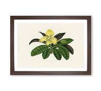 Venus Slipper Flower by Benjamin Fawcett Framed Print | A2 Walnut Framed Wall Art | Ready to Hang | Modern Floral Picture | Living Room Bedroom Lounge Office