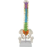 vepoty Scientific Spine Model 45cm Color Human Spine with Pelvis and Femur Model Human Anatomical Anatomy Spine for Teaching Study