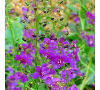 Verbascum Phoeniceum Violetta Rich Purple Drought-Tolerant Perennial 1 Litre Potted Plant Thompson & Morgan