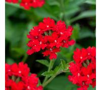 Verbena 'Peruviana'. 2L Plant. Spreading bright red flowers. Bedding. Available from Bedwen Plants.