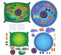 VercanMonth 2 Set Giant Felt Animal and Plant Cell Anatomy Model Kits Early Biology Cell Model Life Science Toys Animal Plant Bacteria Science Kit for Boys Girls Classroom Educational Learning
