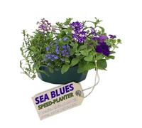 Verdant Living Themed Speedplanter - Contains 7 Colour Coordinated Live Plants with Controlled Release Fertiliser. Outdoor Garden Ready. Perfect for Patios & Gardens. Delivered Fresh & UK Grown