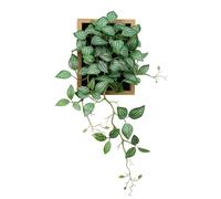 VerdantCharm Melon Seed Leaf in Picture Frame, Artificial 30x48cm Tabletop Decor - Living Room, Home Office & Shelf Display