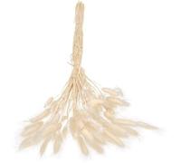 VERDANVERSE 50pcs White Natural Dried Rabbit Tail Grass Decor for Home Gathering and Decorating the Living Room, Decorative Use and Photography Prop, Beautiful Bunny Tail Pampas Grass