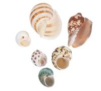 VERDANVERSE 6pcs Natural Seashells for Aquarium Decor Versatile Conch Shells for Fish Tank Scenery Enhancing Underwater Landscaping and Natural Habitat Simulation