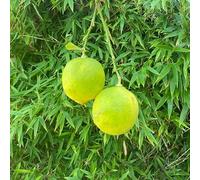 Verdello Lemons, Vibrant Green Citrus Fruit, Rich Aroma, Premium Quality (1KG)