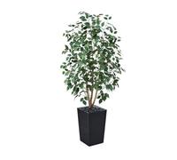 VeriNatural Artificial Ficus Tree 150 cm - Lifelike Fake Plant with Real Wooden Trunk, Green Silk Leaves - UV Resistant Faux Tree with Black Taper Planter for Home Indoor and Outdoor Decoration, VN129