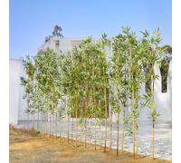 VeriNatural Fake Bamboo Plant - 180cm Tall Artificial Tree with Natural Poles & Faux Leaves, UV Resistant - Decorative Large Indoor & Outdoor Plant for Home, Office, Living Room,Garden 12PCS,VN144