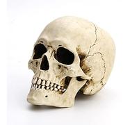 Veronese Design 6 1/4" Tall Human Skull with Motion Jaw Realistic Resin Sculpture
