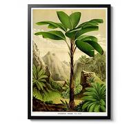 Verschaffeltia Splendida Palm Tree, Herm Wendl Poster, Botanical print, Wildlife Science Wall Art, Animal Nature Gift Idea, Archival Matte, A1 (Framed) - 84.1x59.4cm