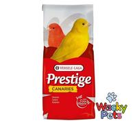 VL Canary Breeding Prestige Without Rape