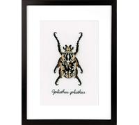 Vervaco Beige Beetle, Polyester Cotton, Multi-Colour, 40 x 2 x 20 cm