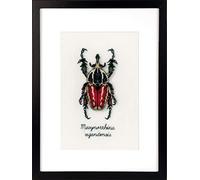 Vervaco Red Beetle, Polyester Cotton, Multi-Colour, 40 x 2 x 20 cm