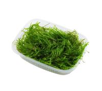 Vesicularia ferriei (Weeping Moss)