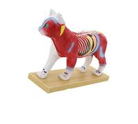 Veterinary Acupoint Teaching Model with Visible Anatomy Markings and Display Base for Study Reference and Lessons Veterinary Anatomy Model Animal Acupoint Study Teaching Figure Classroom Training Base