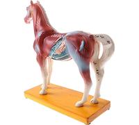 Veterinary Acupuncture Horse Anatomy Model 114 Acupuncture Points 4D Horse Biology Horse Body Acupuncture Model Veterina