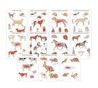 Veterinary Anatomy 11 PACK Poster Collection, 45x60 cm, Vet Anatomical Chart Bundle, Animal Anatomy Posters
