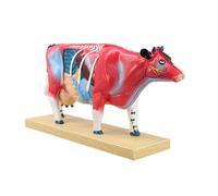 Veterinary Anatomy Teaching Figure with Cutaway Organ Detail and Display Base for Acupoint Study Lesson Guide Use Veterinary Anatomy Model Animal Acupoint Study Teaching Figure Classroom Training Base