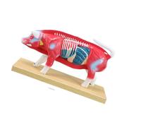 Veterinary Anatomy Teaching Figure with Cutaway Organ Detail and Display Base for Acupoint Study Lesson Guide Use Veterinary Anatomy Model Animal Acupoint Study Teaching Figure Classroom Training Base