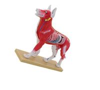 Veterinary Anatomy Teaching Figure with Cutaway Organ Detail and Display Base for Acupoint Study Lesson Guide Use Veterinary Anatomy Model Animal Acupoint Study Teaching Figure Classroom Training Base