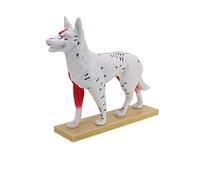 Veterinary Anatomy Teaching Figure with Cutaway Organ Detail and Display Base for Acupoint Study Lesson Guide Use Veterinary Anatomy Model Animal Acupoint Study Teaching Figure Classroom Training Base