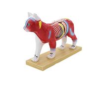 Veterinary Anatomy Teaching Figure with Cutaway Organ Detail and Display Base for Acupoint Study Lesson Guide Use Veterinary Anatomy Model Animal Acupoint Study Teaching Figure Classroom Training Base