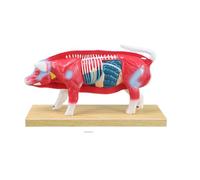 Veterinary Anatomy Teaching Figure with Cutaway Organ Detail and Display Base for Acupoint Study Lesson Guide Use Veterinary Anatomy Model Animal Acupoint Study Teaching Figure Classroom Training Base
