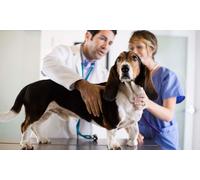 Veterinary Assistant Training