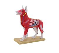 Veterinary Teaching Tool Anatomical Canine Feline Pet Counseling Training Equipment