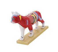 Veterinary Teaching Tool Anatomical Canine Feline Pet Counseling Training Equipment