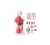 Vevor GGJRQGMX1JTR5DQJUV0 11 in. Human Torso Anatomy Anatomical Skeleton Human Body Model with 15 Parts Removable Organs