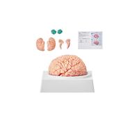 Vevor GGJRQGMX1JTRJ73DCV0 Human Brain Model Anatomy with Labels & Display Base