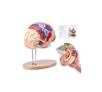 Vevor GGJRQGMX1JTRUVBUOV0 2X Life-Size 4-Part Anatomical Human Brain Model Anatomy Model with Labels & Display Base