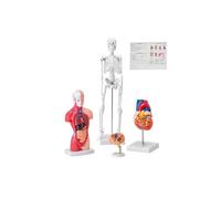 Vevor GGJRQGMX4JTS5PXUBV0 Brain Torso Body Heart Skeleton Human Anatomy Models Bundle Model - Set of 4