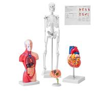 VEVOR Human Anatomy Models Bundle Set, Brain, Human Torso Body, Heart, Skeleton Model Set of 4, Hands-on 3D Model Study Tools Teaching Models for Physiology Students or as Educational Kit for Kids
