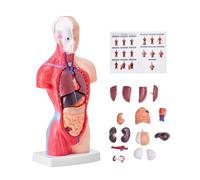 VEVOR Human Body Model, 15 Parts 11 inch, Human Torso Anatomy Model Anatomical Skeleton Model with Removable Organs, Educational Teaching Tool for St