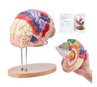 VEVOR Human Brain Model Anatomy 4-Part Model of Brain w/Labels & Display Base Color-Coded Life Size Human Brain Anatomical Model Brain Teaching Human