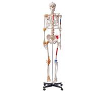 VEVOR Human Skeleton Model for Anatomy, 71.65" Life Size, Accurate PVC Anatomy Skeleton Model with Ligaments, Movable Arms, Legs & Jaw, with Muscle Origin & Insertion Points, for Professional Teaching