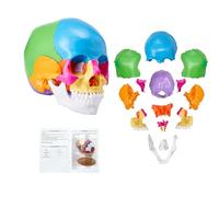 VEVOR Human Skull Model, 22 Parts Human Skull Anatomy, Life-Size Painted Anatomy Skull Model, PVC Anatomical Skull, Detachable Learning Skull Model, for Professional Teaching, Researching and Learning