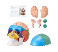 VEVOR Human Skull Model, 8 Parts Brain & 3 Parts Skull, Life-Size Painted Anatomy Skull Model, PVC Anatomical Skull, Detachable Learning Skull Model for Professional Teaching, Researching and Learning