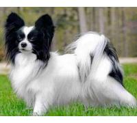 VGJM 5D Adults Diamond Painting Kits Puppy on The Lawn DIY Needlework Art for Adults Beginners Home Decor-40x40cm