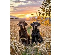 VGJM 5D Diamond Painting Chocolate Labrador and Black Labrador Diamond Painting DIY Kit Full Round Diamonds Rhinestones Numbered Embroidery Crafts Suitable for Living Room, Bedroom, 50x50cm